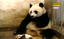Pandaunge nyser Pandaunge nyser